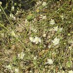 Pycnocomon rutifolium Flower