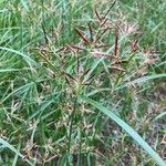 Cyperus rotundus Flower