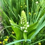 Platanthera dilatata Leaf