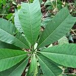 Rauvolfia vomitoria Leaf