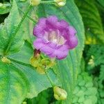 Strobilanthes attenuata Flower