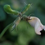 Vigna vexillata Flor