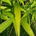 Bletilla striata 葉