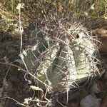 Echinocactus horizonthalonius Hábitos