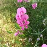 Lathyrus latifolius花