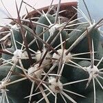 Thelocactus tulensis