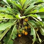 Mandragora autumnalis Fruit