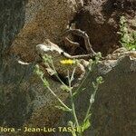Hieracium hecatadenum Fleur
