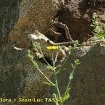 Hieracium patens Flower