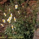 Leucanthemum monspeliense Yeri