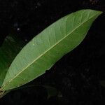 Pouteria jariensis Blatt