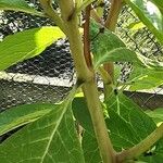 Phytolacca acinosa Ekosanga
