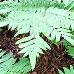 Osmunda japonica Blatt