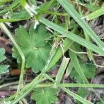 Geranium molle Blad