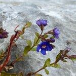Veronica fruticans Fiore