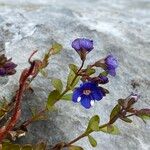 Veronica fruticans Fleur