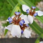 Trimezia gracilis Flower