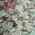 Cornus alternifolia Leaf