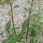 Chenopodium betaceum Ліст