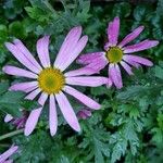 Tanacetum coccineum Fiore