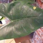 Alocasia zebrina Leaf