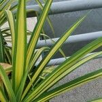 Pandanus tectoriusFeuille
