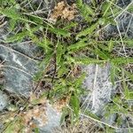 Achillea tomentosa Leaf