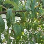 Prunus persica Листок