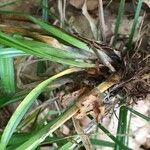 Carex sylvatica Bark