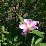 Rosa virginiana 花