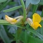 Hippocrepis biflora 花