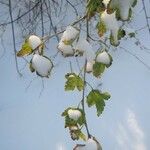 Ribes alpinum Leaf