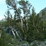 Pinus albicaulis Hábito