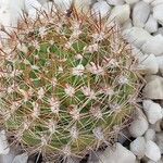 Rebutia neocumingii 葉