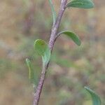 Corrigiola litoralis Blad