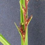 Scleria gaertneri Other