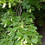 Tilia americana Flower