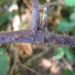 Rubus nigricans Rusca