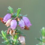 Erica cinerea Blüte