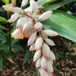 Alpinia zerumbet Blüte