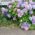 Hydrangea macrophyllaKvět