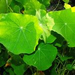 Tropaeolum majus Levél