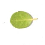 Fernelia buxifolia Outro