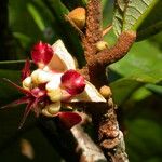 Theobroma grandiflorum Flower