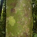 Abarema mataybifolia बार्क (छाल)