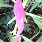 Billbergia distachia 花