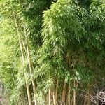 Phyllostachys bambusoides Habitatea