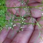 Cyclospermum leptophyllum Blüte