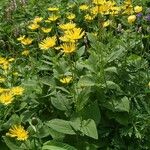 Doronicum austriacum Habit