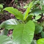 Ficus hispida Folio